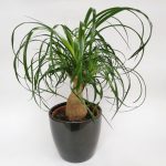 Beaucarnea recurvata