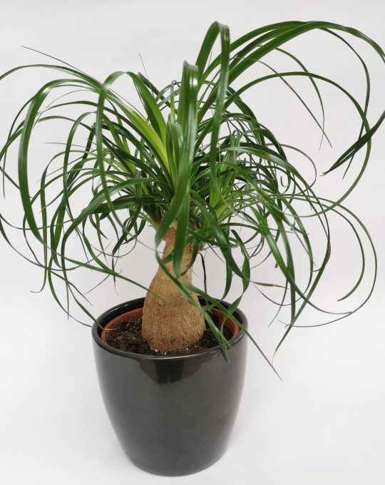 Beaucarnea recurvata