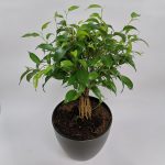 Ficus Benjamina Natasja