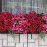 Angleška pelargonija