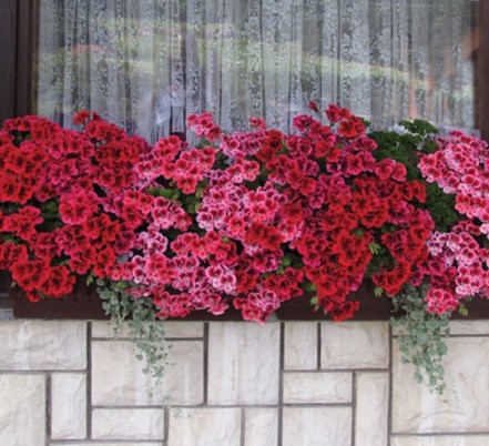 Angleška pelargonija