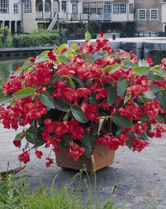 Begonija zmajeva krila