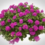 Polnjena pelargonija