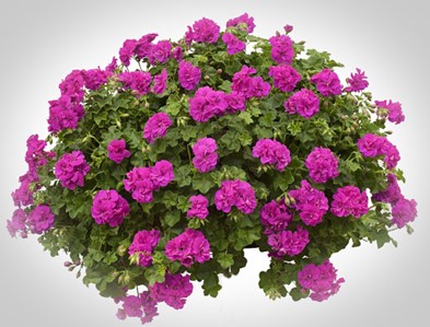 Polnjena pelargonija