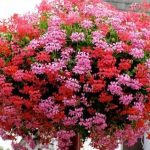 Viseča pelargonija