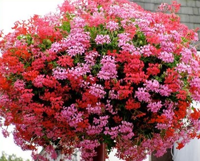 Viseča pelargonija