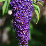 Buddleja davidii pink delight