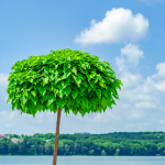 Catalpa bignonioides 'Nana' 10/12
