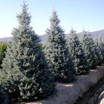 Picea Pungens "Hoopsii"