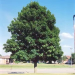 Acer platanoides (ostrolistni javor) 300/350cm