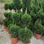 Cupressocyparis  3 palle