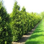 Thuja occidentalis ‘Brabant’